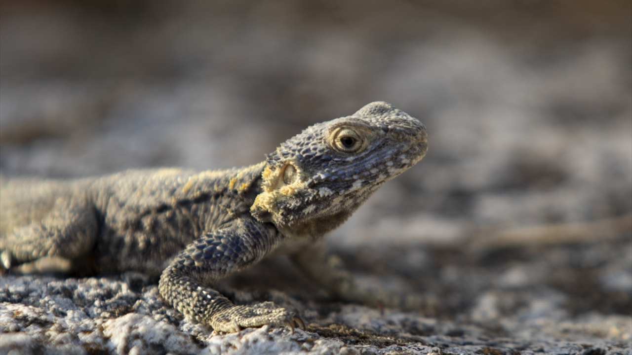 Doğu Avrupa, Orta Doğu`da görülen Dikenli Kelerler Türkiye`de kuzey hariç bütün Anadolu`da yaşayabiliyor.