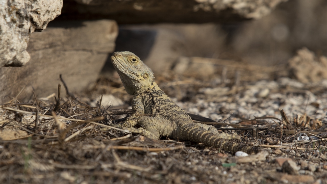 Kuru ve kayalık bölgeleri seven dikenli kelerler bu yapısından dolayı özellikle Denizli`deki Laodikya Antik Kenti`nde çok fazla görülüyor.