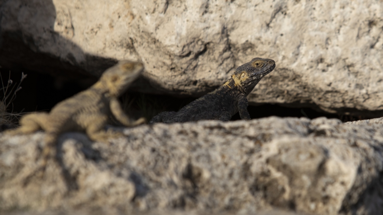 Boyları 35 santimetreye ulaşan dikenli kelerlerin dişileri kahverengi ve sarı renkler taşırken, erkeklerinin vücutları maviye çalabiliyor.