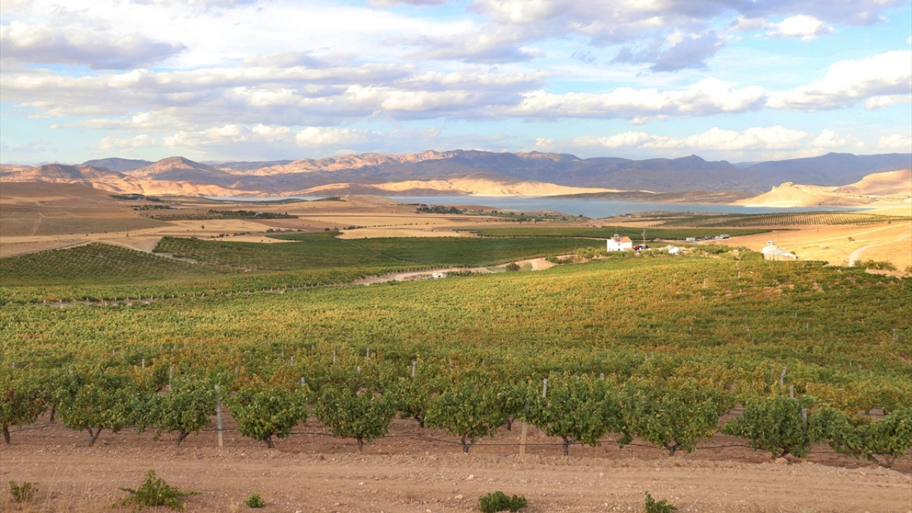 O dönem kentin en büyük üzüm bağlarından birini oluşturan Baran, yetiştirdiği tescilli öküzgözü üzümünün Elazığ`da üretiminin yaygınlaşmasına da öncülük etti.