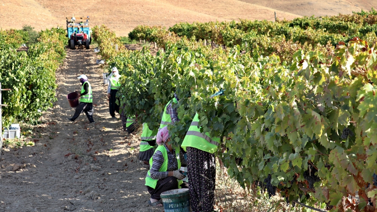 Bunun üzerine Baran`ın İstanbul`da yaşayan biri kız 3 çocuğu babalarının hatırasını yaşatmak için "Şükrü Baran Bağı" adını verdikleri üzüm bağına sahip çıktı.