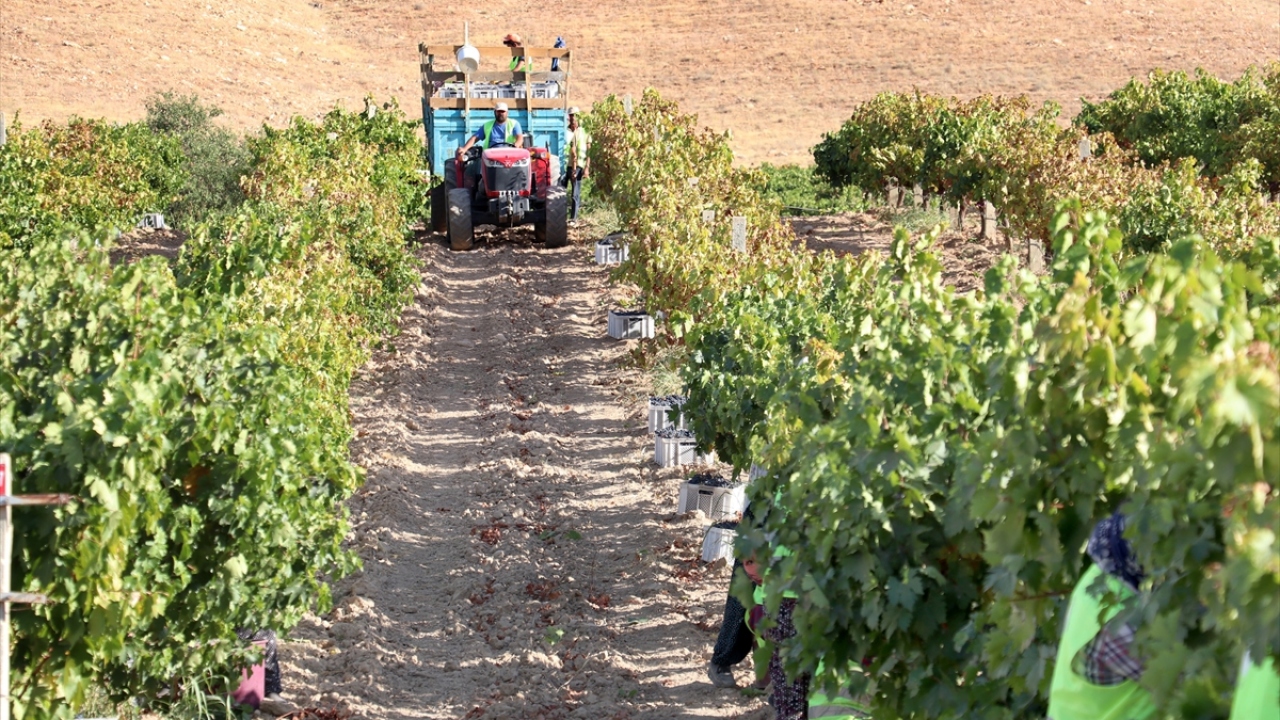 Özveriyle çalışan kardeşler üretim yaptıkları alanı 350 dönümden 10 yılda 600 dönüme çıkardı, 300 dönüm alanda da ceviz ve badem yetiştirdi.