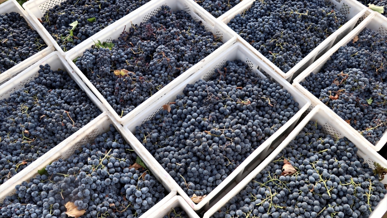 Bağcılığın keyif ve huzur veren bir iş olduğuna işaret eden Baran, istihdam ve üretime katkı sağlayabilmenin gurur verici olduğunu kaydetti.