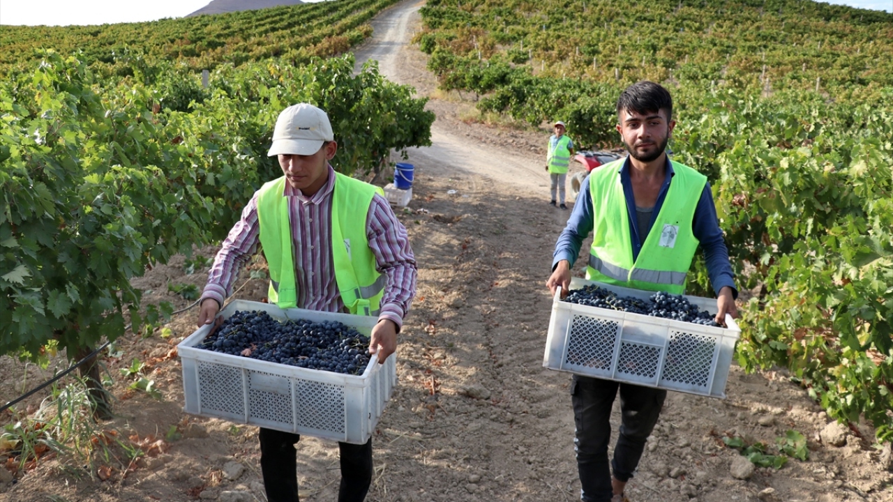 Fatma Baytaş babalarının vefatının ardından hem medikal firmasını hem de bağcılığı 3 kardeş dayanışma içerisinde yürüttüklerini belirtti.
