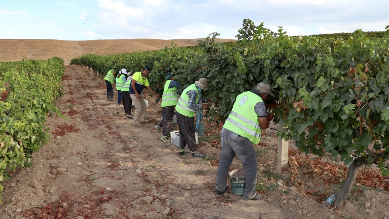 "Her bir üzüm yaprağında babamızı görüyoruz"