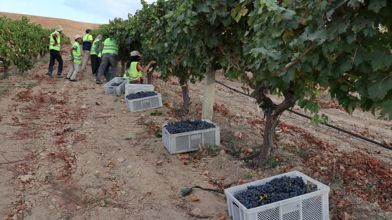 Bağ bozumu sezonunda sona yaklaştıklarını, yaklaşık 50 mevsimlik işçi ile güzel bir hasat dönemi geçirdiklerini anlatan Baytaş, bu yıl 500 ton civarında rekolte beklediklerini sözlerine ekledi.