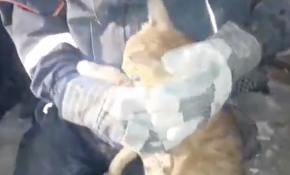 Enkaz altında kalan kedinin kurtarılma anı kamerada