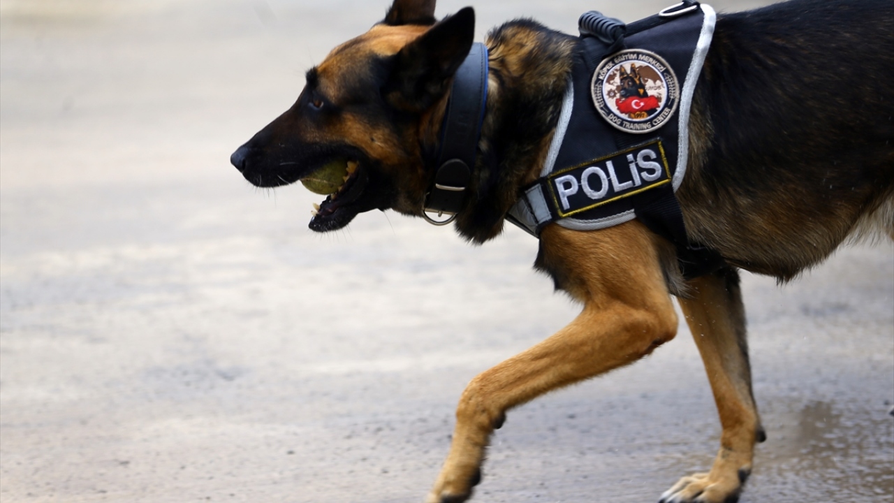 köpek burnu