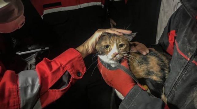 İzmir'de enkazda K-9 köpeği kediyi kurtardı