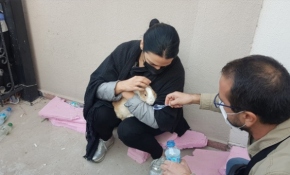 'Ponpon' isimli tavşanın enkazdan kurtarılma anı kamerada