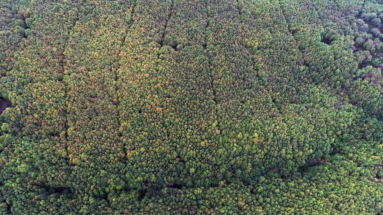  "Uluslararası Sakin Şehir" ağına 2012 yılında katılan Vize`de dağların eteklerindeki ağaçlar sarı, kahverengi ve yeşilin farklı tonlarıyla görsel şölen sunuyor. 