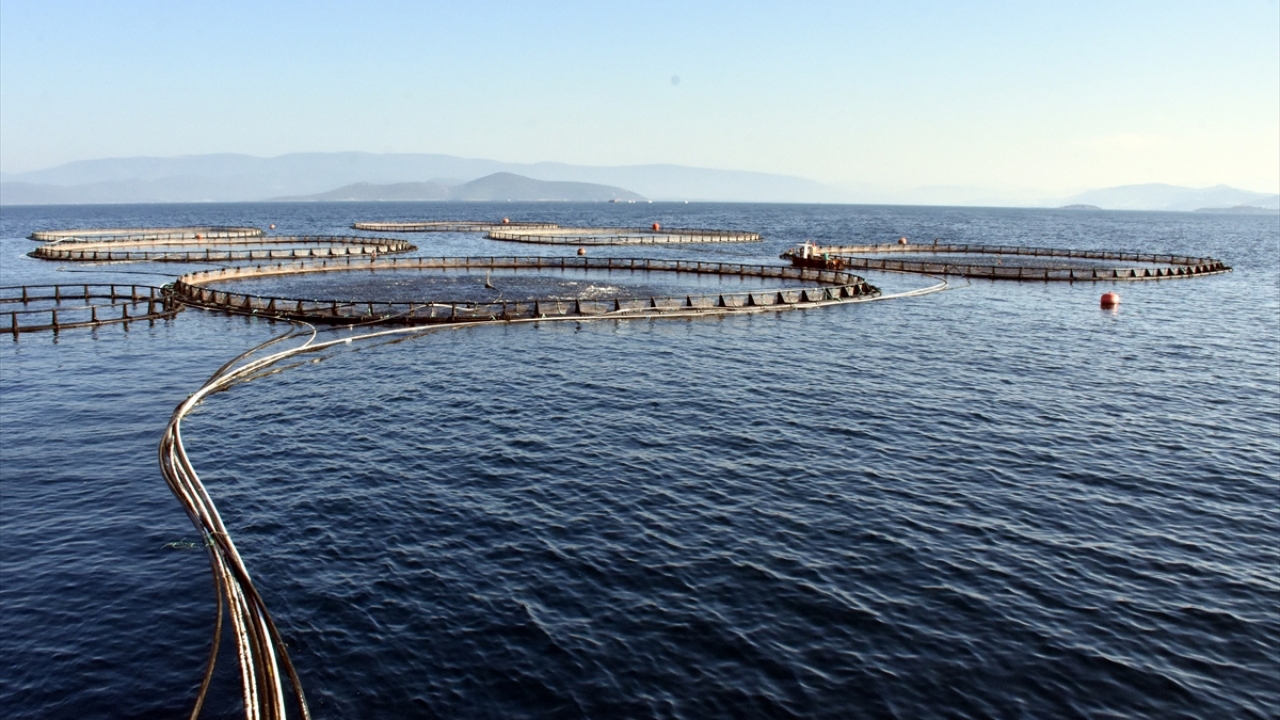 Milas ve Bodrum ilçesindeki tesislerde 1991`de 30 tonluk üretimle sektöre adım atan şirket, aradan geçen zaman içerisinde Bodrum açıkları başka olmak üzere farklı bölgelerde kurduğu kuluçka tesisleri ve çiftliklerle kapasitesini daha da artırdı.