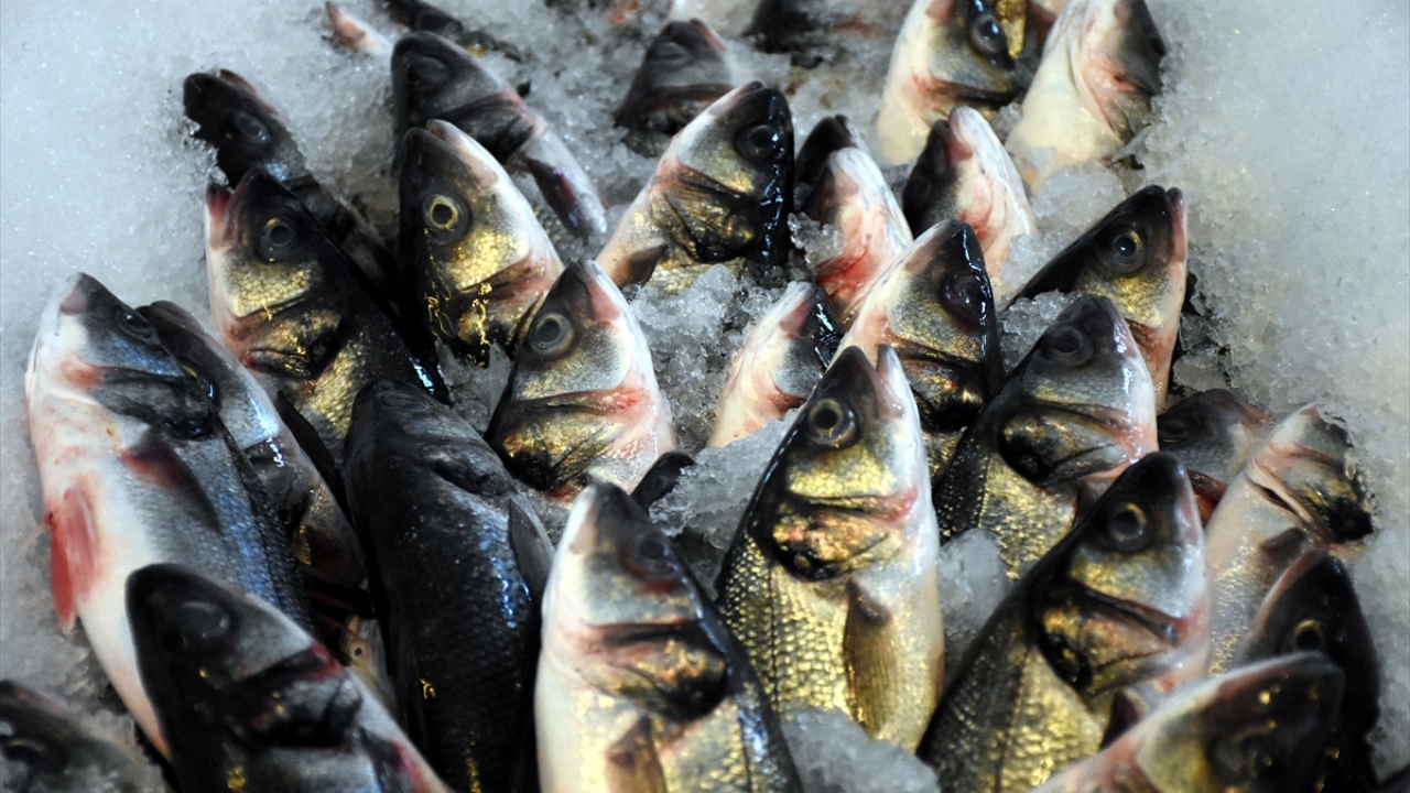 Yurt içi ve yurt dışında yaptığı çalışmalarla balık ihracat ağını da genişleten şirket, kültür balıkçılığı sektörünün önde gelen isimleri arasında yerini aldı.