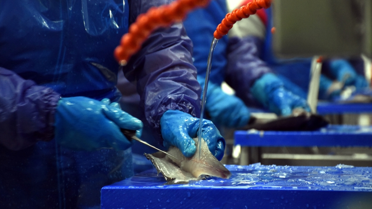 Şirket, 2015`de orkinos üretimine de başlarken, yavru balıkları da yurt dışına uçakla naklederek sektörde ilklere imza attı.
