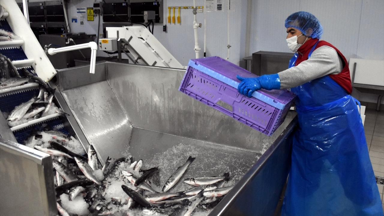 Türkiye kültür balıkçılığı sektörünün bu yıl toplam 378 bin ton üretim gerçekleştirdiğini anlatan Bozan, özellikle alabalık, çupra ve levrekte Avrupa`nın en yüksek kapasitesine sahip olduklarını belirtti. 