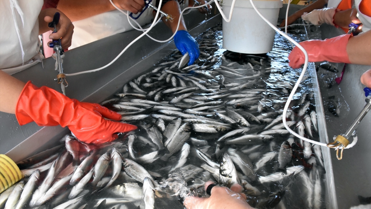 "Türkiye`de üretilen kültür balığı ilgi görüyor"