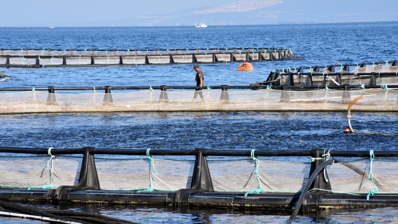 Türkiye genelinde bu yıl 1 milyar 100 milyon dolar su ürünleri ihracatının yapıldığını bildiren Bozan, Muğla`nın bu ihracattaki payının yaklaşık 400 milyon dolar olduğunu kaydetti. 