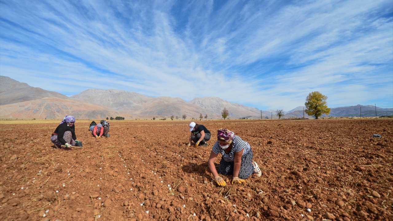 Dağ sarımsağı yöre sakinlerine istihdam sağlayacak
