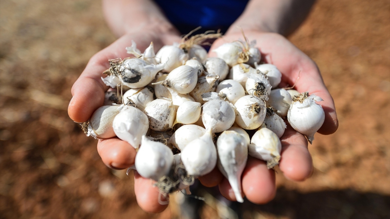 Proje ile dağ sarımsağı da korunmuş olacak