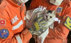 Enkaz altındaki kedi 76 saat sonra kurtarıldı