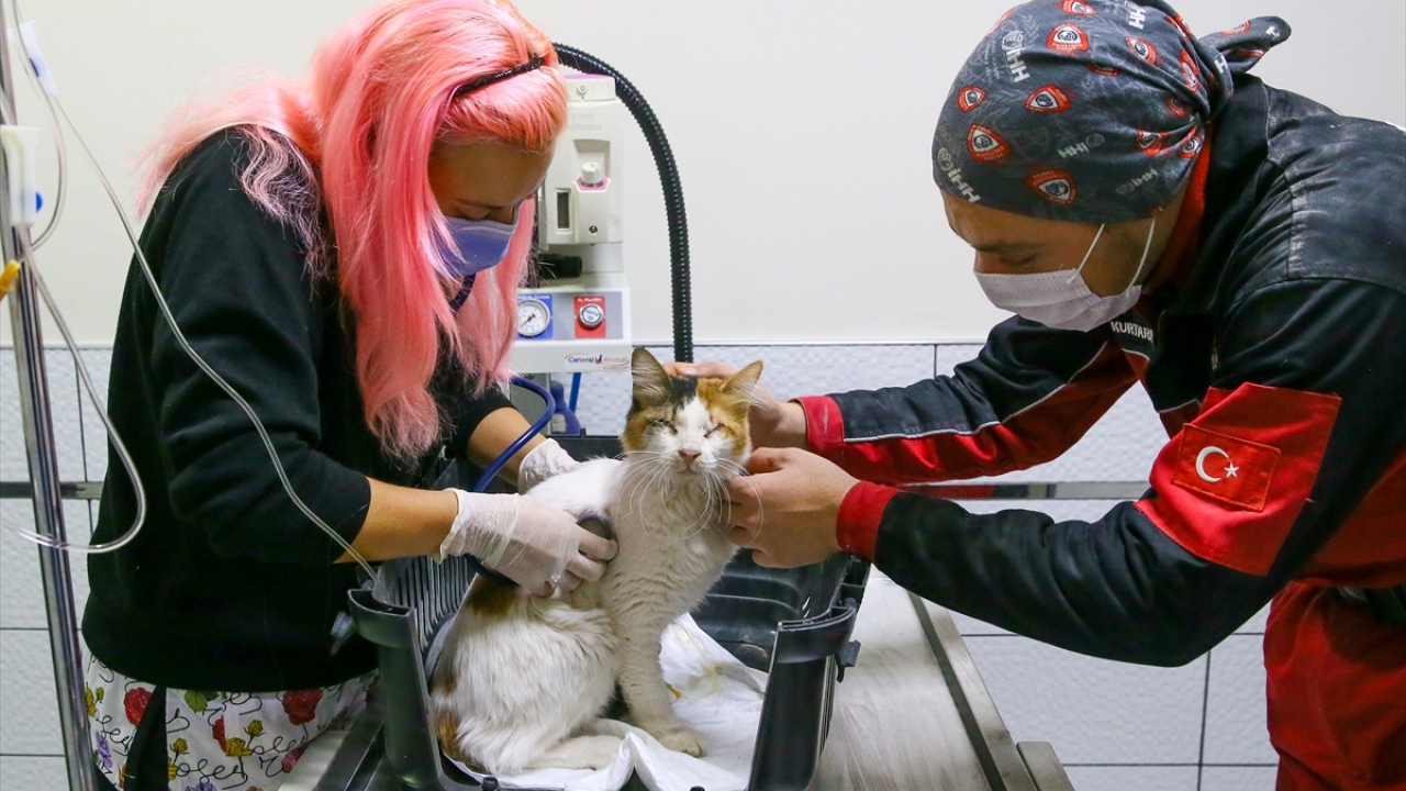 Rıza Bey Apartmanı`nda depremin ilk anından itibaren canlı çıkarmak için yoğun çaba sarf eden ekipler, enkazda sabah saatlerinde gözleri görmeyen bir kediye ulaştı. 