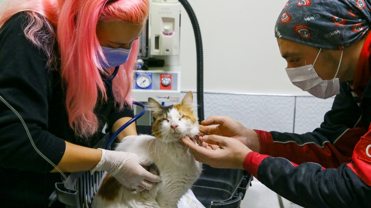 Kediye müdahale eden Veteriner Hekim Buse Erten ise hayvanın durumunun iyiye gittiğini, görme engelinin deprem öncesinden olduğunu tespit ettiklerini dile getirdi.