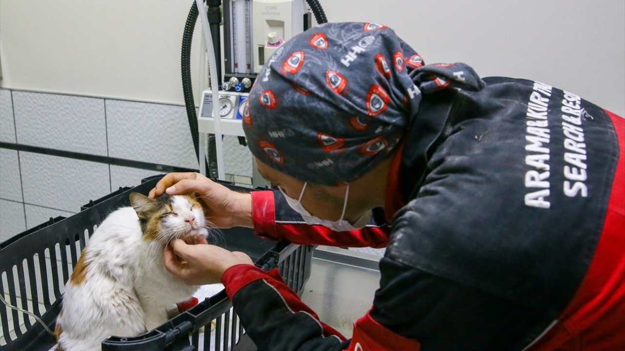 Kedinin sahibinin depremde yaşamını yitirdiği değerlendiriliyor.