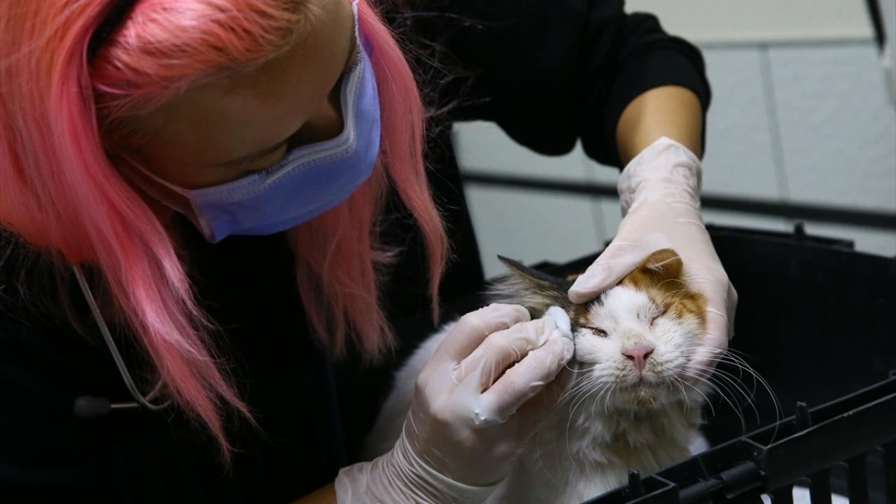 İlk müdahalesi yapılan hayvanın sağlık durumunun iyi olduğu öğrenildi.