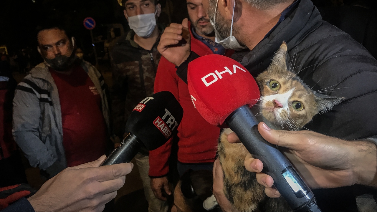 Sahipsiz 63 hayvan getirildi