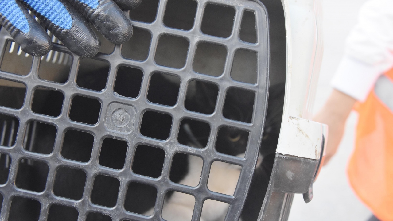 Kedisine kavuşmanın mutluluğunu yaşayan sahibi, "Güzel İzmir`den hepinize sevgiler iletiyorum. Çok mutluyum. Deprem zor, kayıplar zor. Allah kimseye vermesin." ifadelerini kullanıyor.