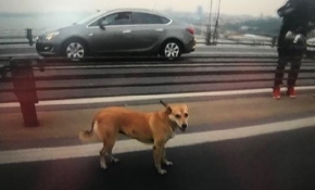 Yolunu şaşıran köpeğe motosikletliler eşlik etti