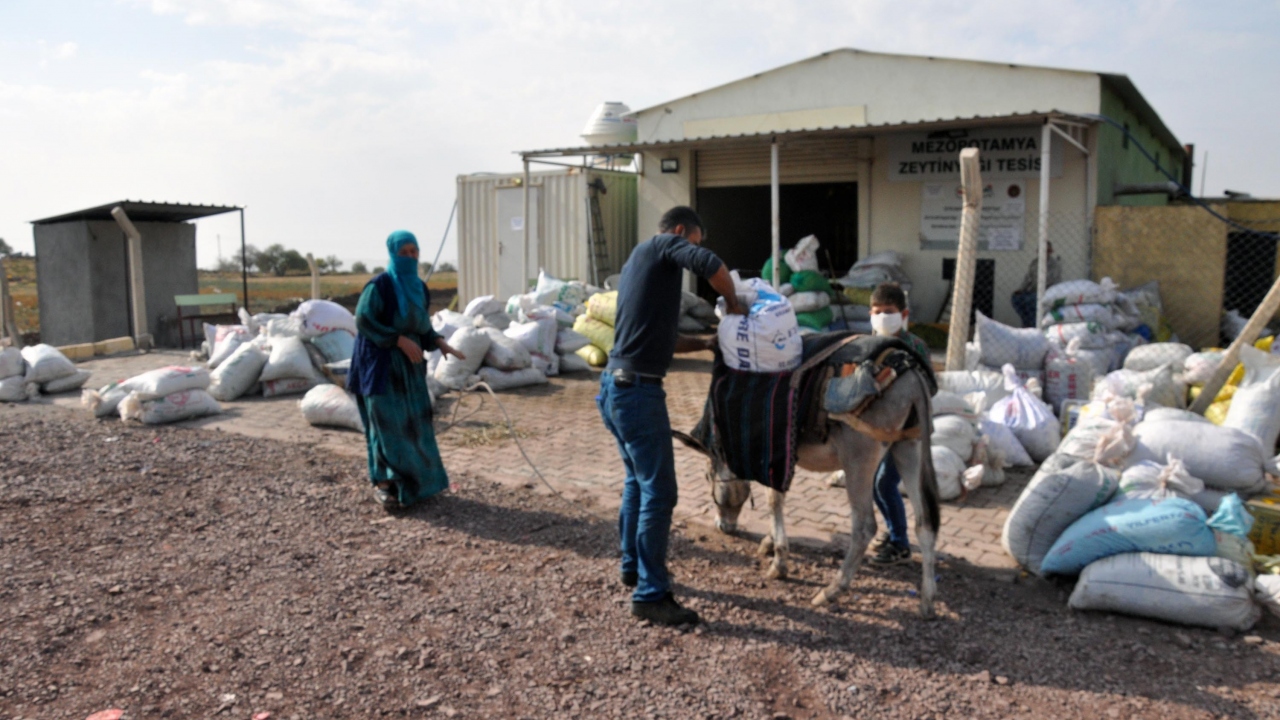  Üreticiler, bu yıl hasadını yaptıkları zeytinin bir kısmını da zeytinyağına dönüştürme mesaisine başladı.