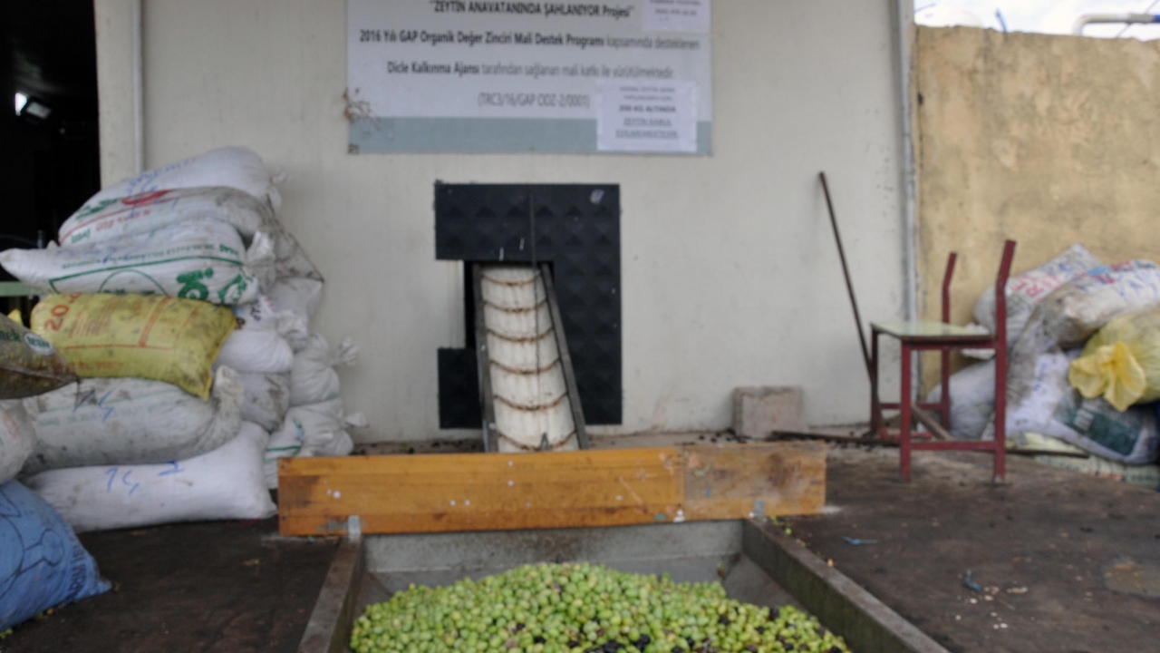 Mardin Zeytin Üreticileri Birliği Başkanı Erkan Doğan zeytinde bereketli bir yıl yaşandığını belirterek, 