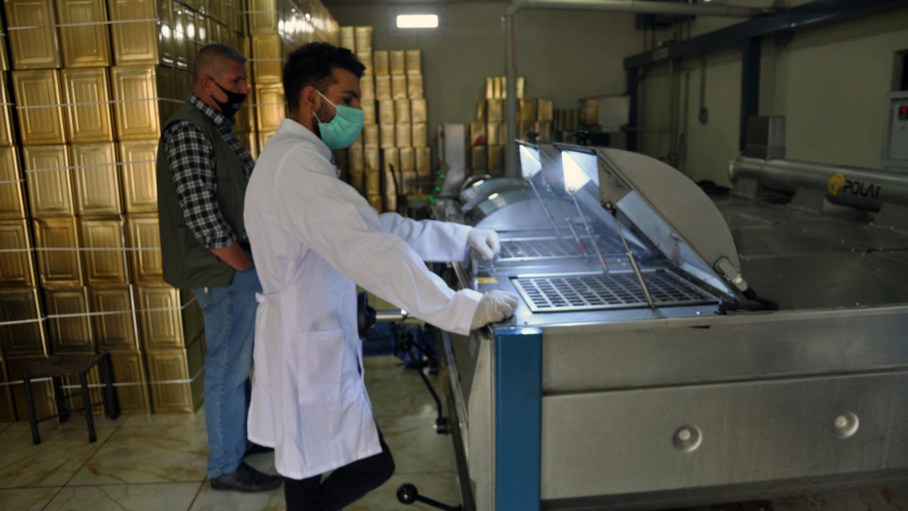 Derik İlçe Ziraat Odası Başkanı Faruk Temelli ise bu yıl ilçe genelinde 7 bin 500 ton zeytin elde edildiğini belirterek, 