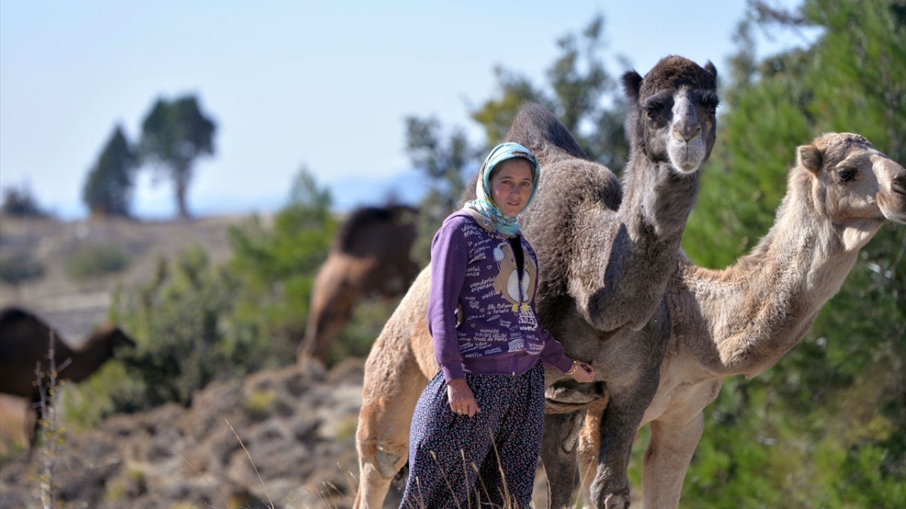 Zorlu yolculuk öncesi evi bildikleri çadırları söken, yufka ekmek, peynir ve yoğurt hazırlayan Sarıkeçililer, eşyalarını yükledikleri develeri ve tek geçim kaynakları olan keçileriyle Torosların engebeli yollarını arşınlıyor.