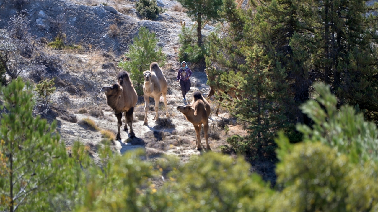 Yaz aylarını, serin yaylalara sahip olduğu için Konya ve Karaman`da geçiren Yörükler, kışın gelmesiyle birlikte ılıman iklimin etkili olduğu Mersin`in yolunu tutuyor.