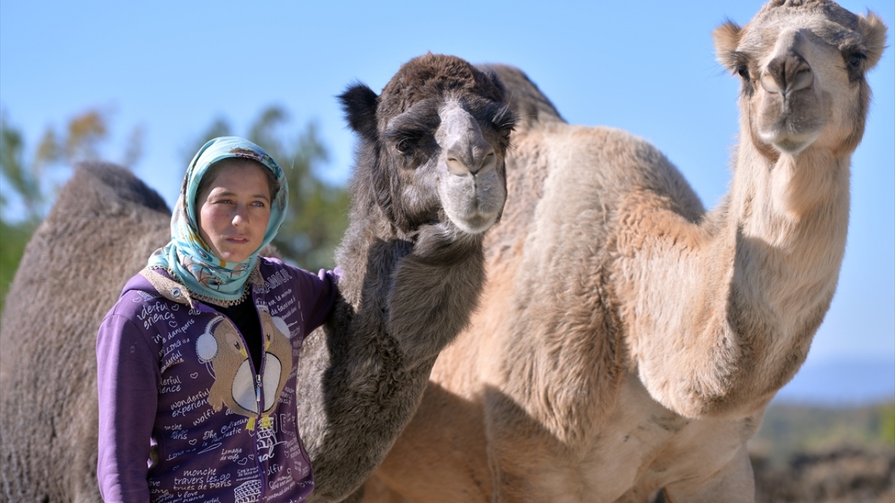 Ailenin 22 yaşındaki kızı Fatma Dilekmen ile kocası Mustafa Dilekmen de develer ve keçileri otlatmak için mesai harcıyor. 