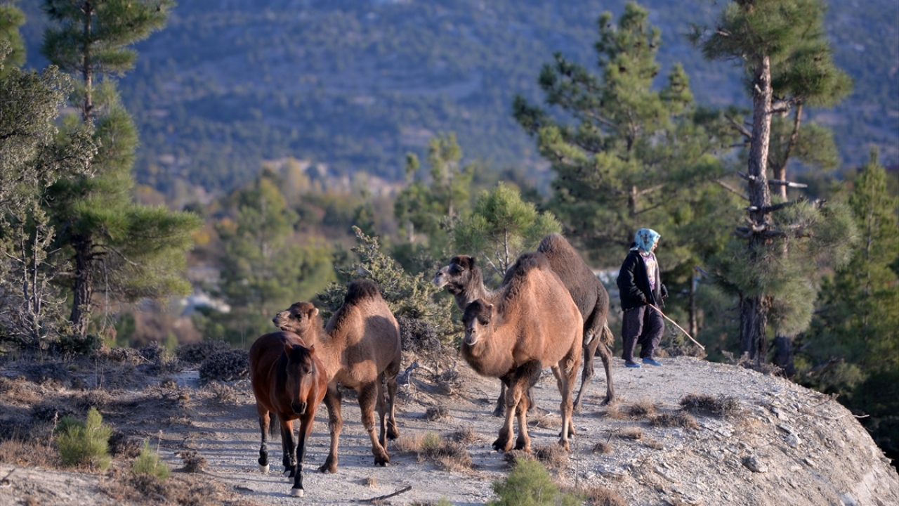 Yaşadıkları en büyük zorluğun, hayvanlarının, başka insanların bahçelerine girmesini engellemek olduğunu söyleyen Uçar, gece sık sık kalkıp hayvanlarını kontrol ettiklerini kaydetti.