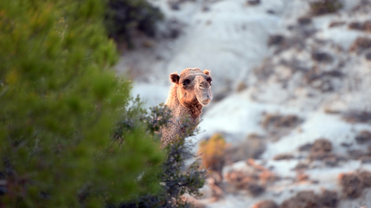 "Bu benim mesleğim, ekmeğim"