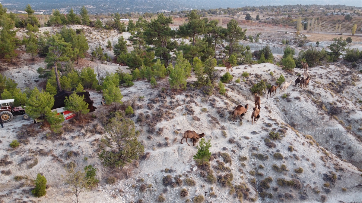 Dilekmen, gününün büyük kısmını hayvanları otlatmakla geçirdiğini, güneşin doğuşuyla başlayan işinin, güneşin batışıyla bittiğini belirtti. 