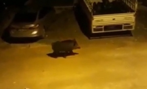 Hatay'da aç kalan domuz şehir merkezine indi