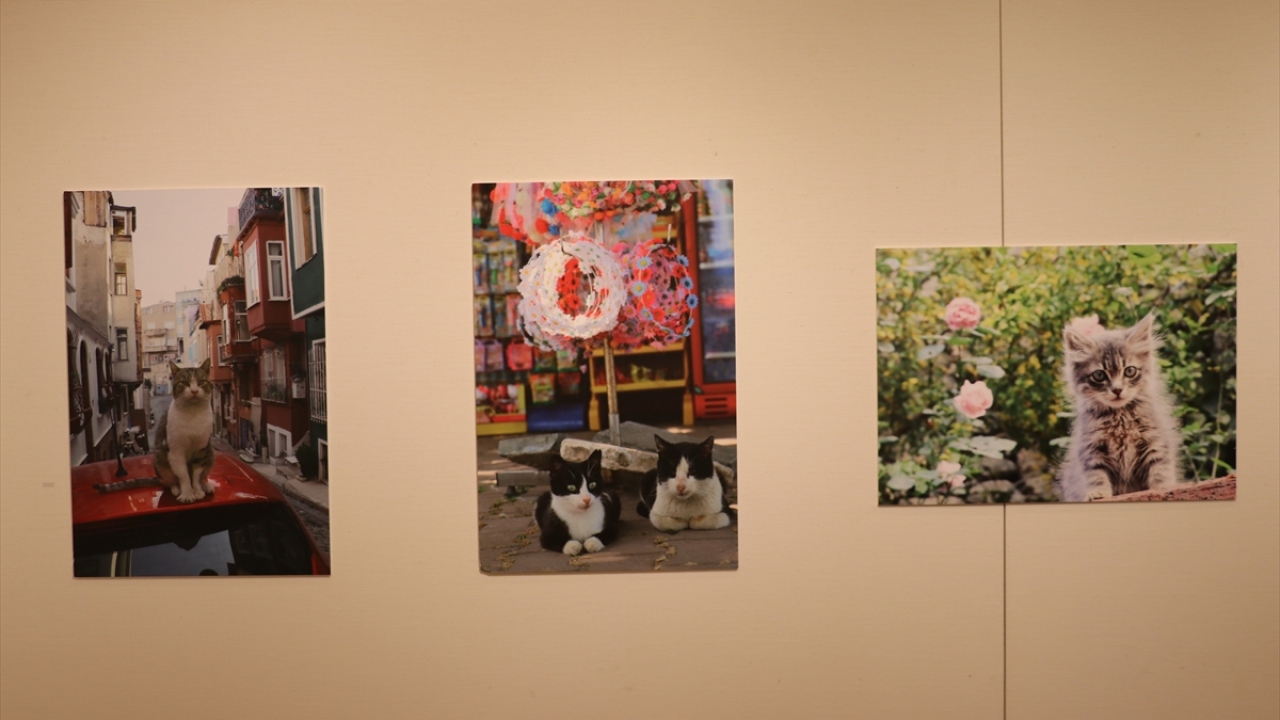 Seyahati boyunca ekseriyetle Beyoğlu`nun Cihangir semtinde kalan Mayu`nun çektiği fotoğraflarda kediler ile Türk insanının etkileşimi vurgulanıyor.