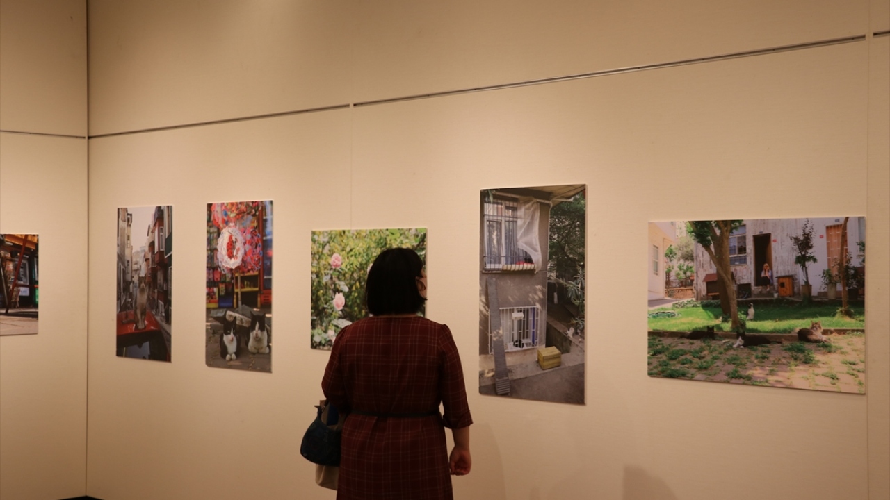 Japon seyyah ve kedisever Mayu Koga, yaklaşık iki hafta süren İstanbul seyahatinde çektiği kedi fotoğraflarını Japon halkının beğenisine sundu.