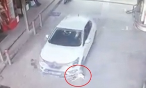 Balıkesir'de bir aracın 2 köpeği ezdiği anlar kamerada