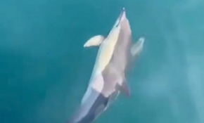 Yunusların balıkçı teknesine eşlik ettiği anlar gülümsetti