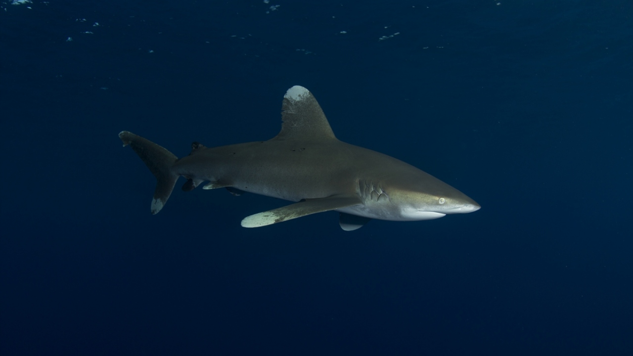Portfolyo puanlarına göre derece sıralamasında ise Berna Şensarı ilk sırayı alırken onu Emre Özyurt ve Çiğdem Durhan takip etti. Seyahat firması sahibi Hülya Doğan, bundan böyle her sene farklı destinasyonlarda yarışmanın yapılacağını kaydetti.