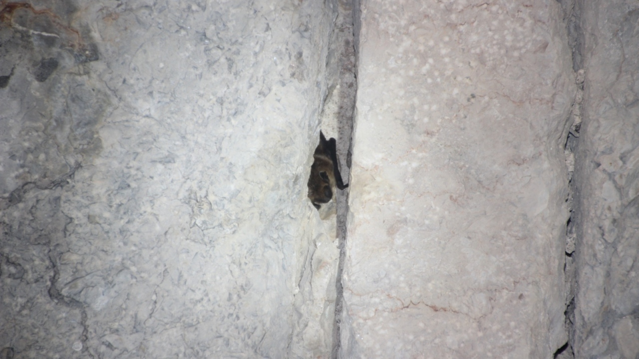 Geniş Kanatlı Yarasa (Eptesicus serotinus)