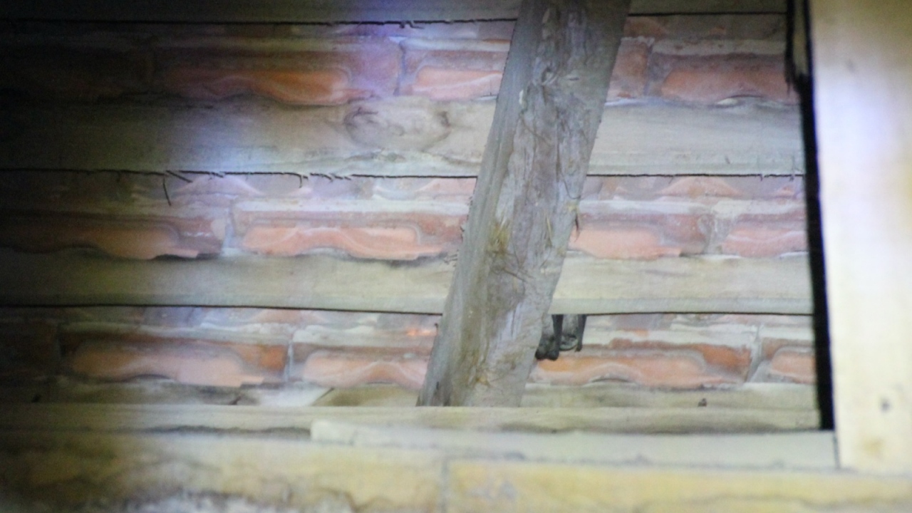 Akdeniz Beyaz Şeritli Cüce Yarasası (Pipistrellus kuhlii)