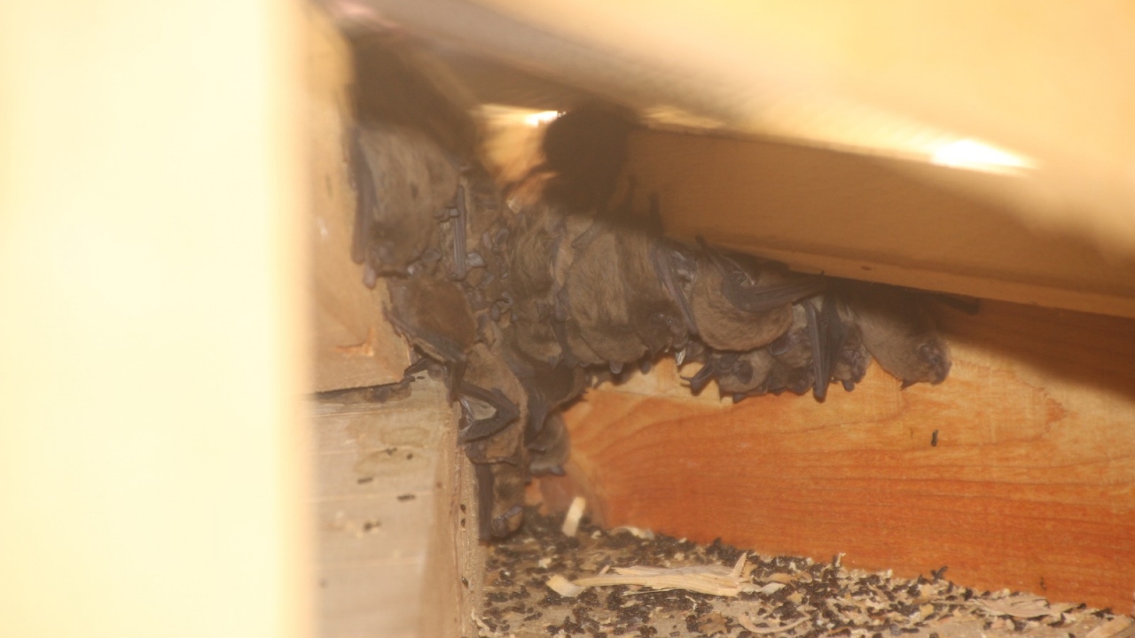 Yaygın Cüce Yarasa (Pipistrellus pipistrellus)