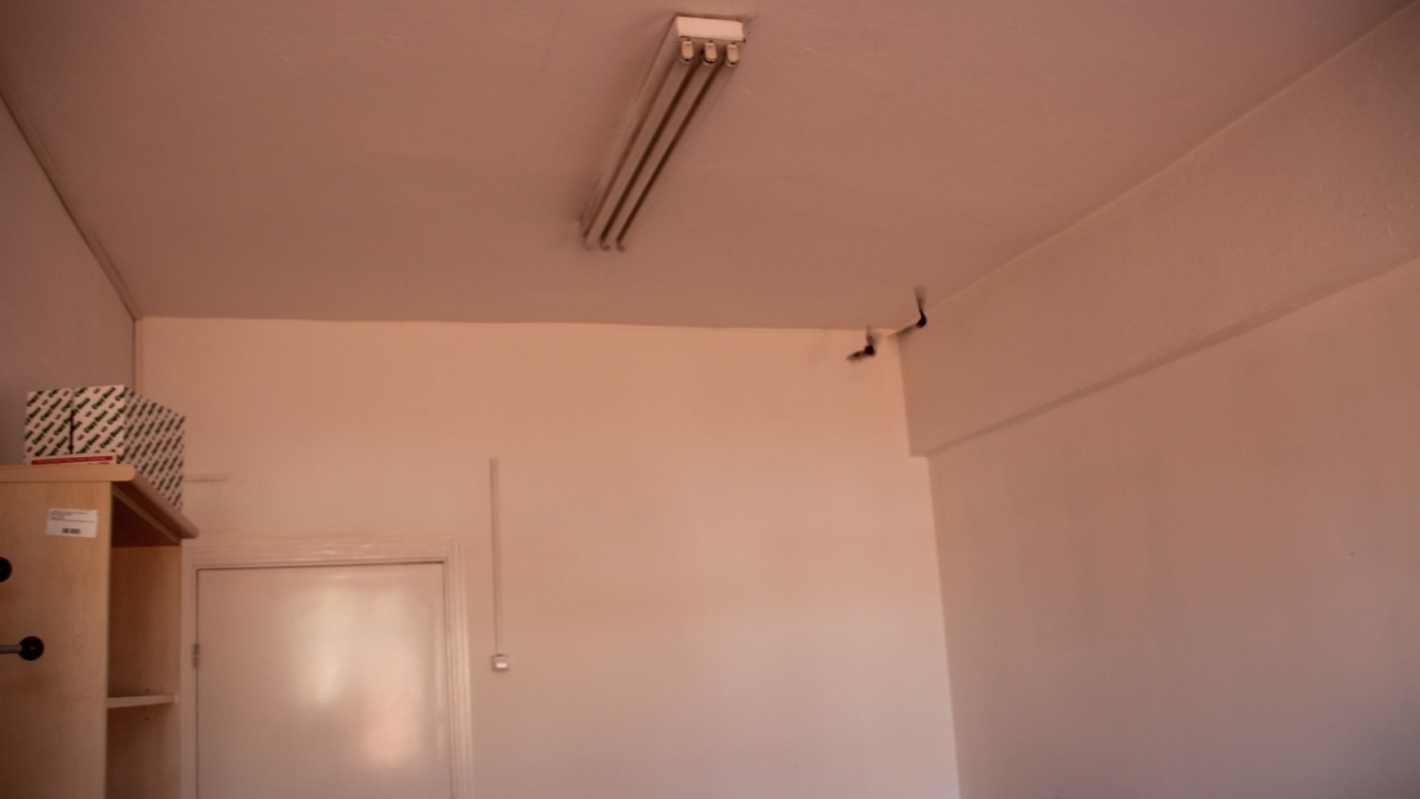 Yaygın Cüce Yarasa (Pipistrellus pipistrellus)